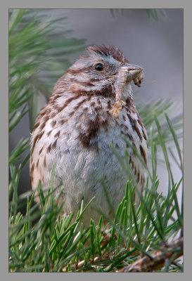 Song Sparrow