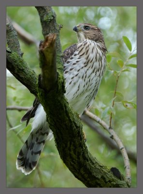 Copper's Hawk