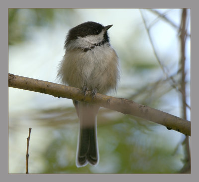 Black -capped Chickadee