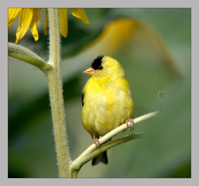 American Goldfinch