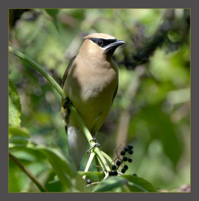 Cedar Waxwing