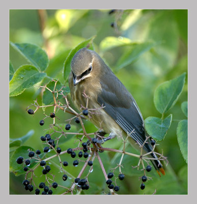 Cedar waxwing