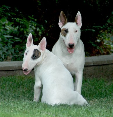 Candy & Jacky Portrait