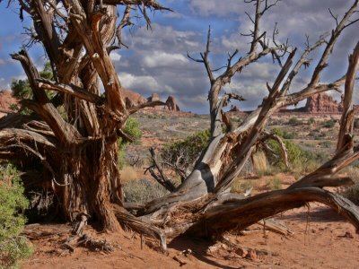 An Old Tree at Arches NP .jpg