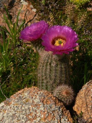 Spring on the High Plains Wichita Mountains OK.