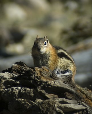 Chipmunk ala Rembrant