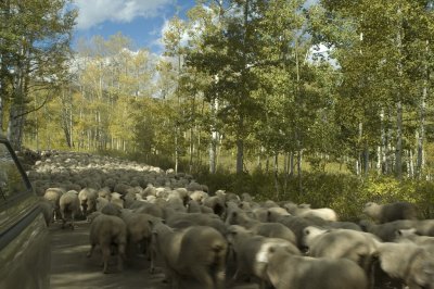 Rush Hour at Kebler Pass Colorado