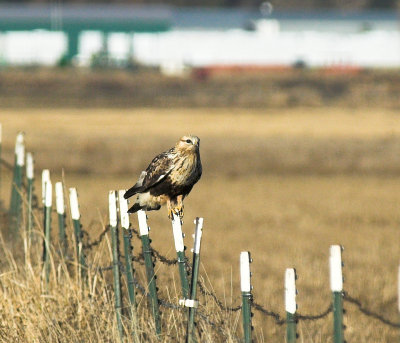 Rough legged hawk