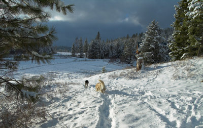 Christmas Tree Hunt