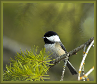 Chickadee