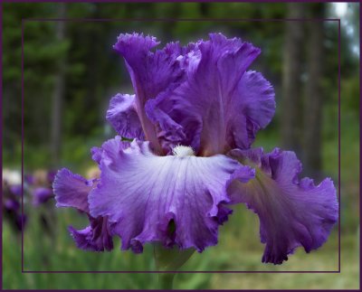 Fragrant Lilac