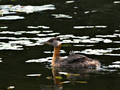 Red Necked Grebe and Chick