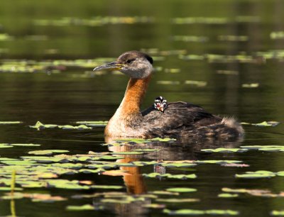 Red Necked Grebe and Chick