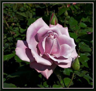 Lilac240RY.jpg