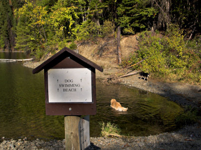 DogSwimSign, Sullivan L.