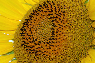 Austria Sunflowers MS 07232006-005.jpg