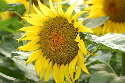 Austria Sunflowers MS 07232006-007.jpg