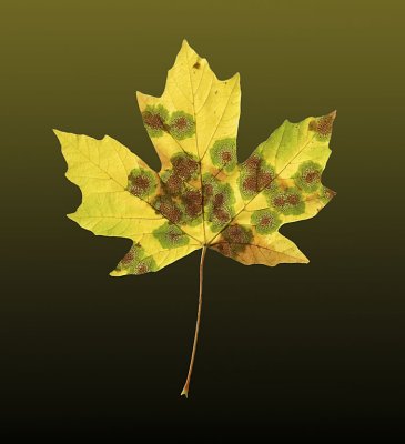 fall maple