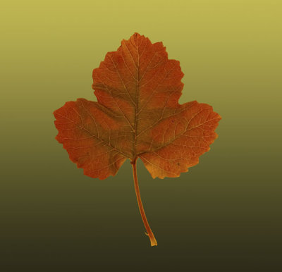 fall-color