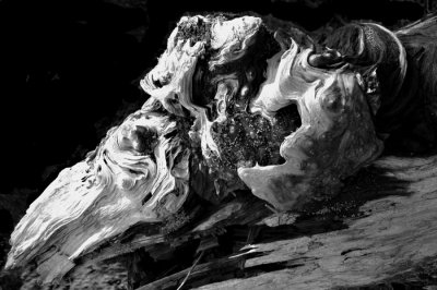 bw-twisted-log.jpg