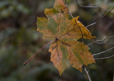 The fall