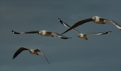 Bolito Gulls