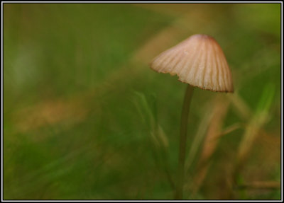 Water-colour 'Shroom