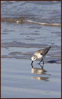 Shore Birds and waders