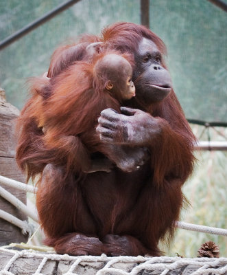 Mother Orangutan and female baby