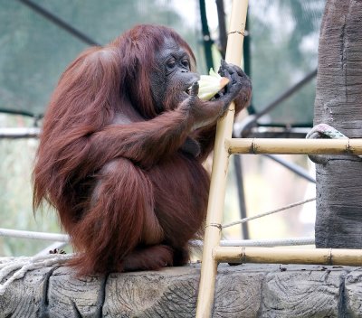 Orangutan