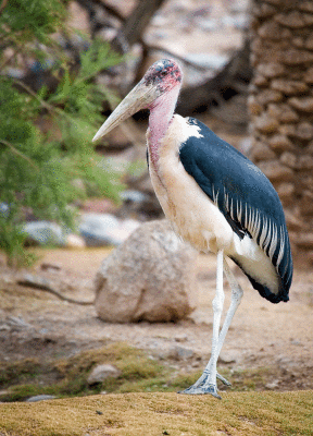 Stork