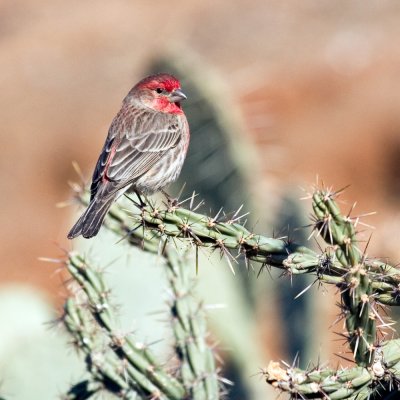 Prickly perch for the house finch