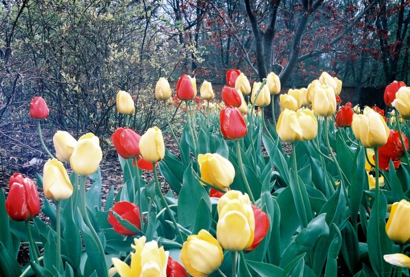 01tulips.jpg