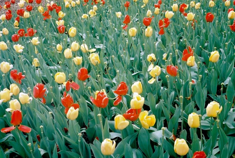 24more_tulips.jpg