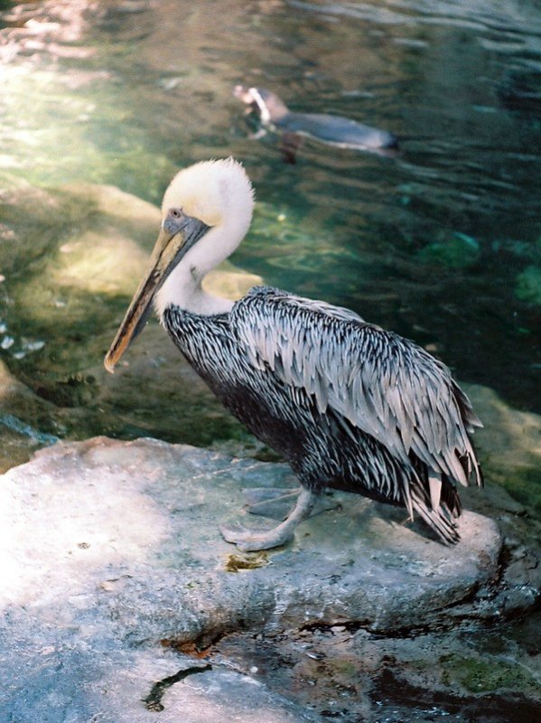 09_pelican.jpg