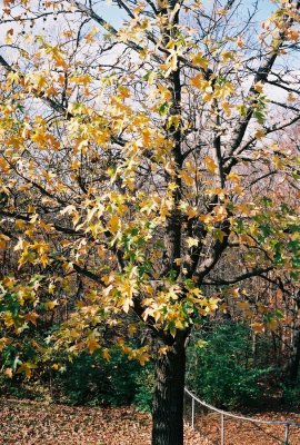 12sweetgum.jpg