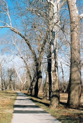 Sycamores With Film