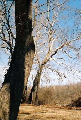 05sycamores.jpg