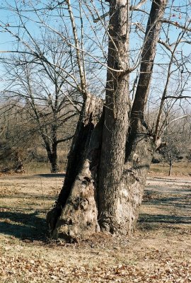 10sycamores.jpg