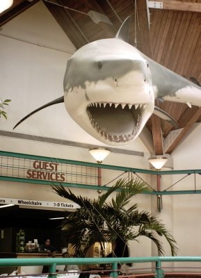 02greatwhite2.jpg