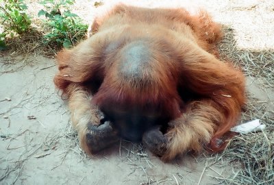 08_sleeping_orangutan_a.jpg