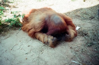 09_sleeping_orangutan_b.jpg