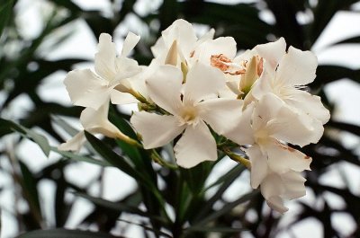 04_white_oleander.jpg