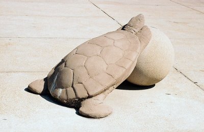 13_hard-turtle.jpg