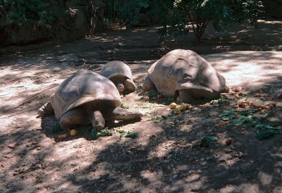 06_tortoises.jpg