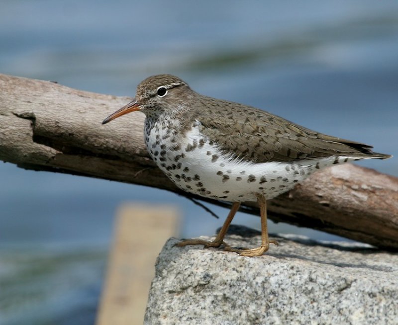 Spotted Sandpiper