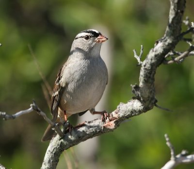 White-crowned Sparrow