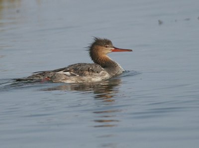 Red-breasted Merganser