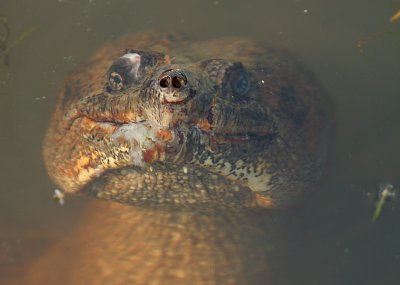 Snapping Turtle