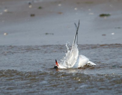 Forster's Tern